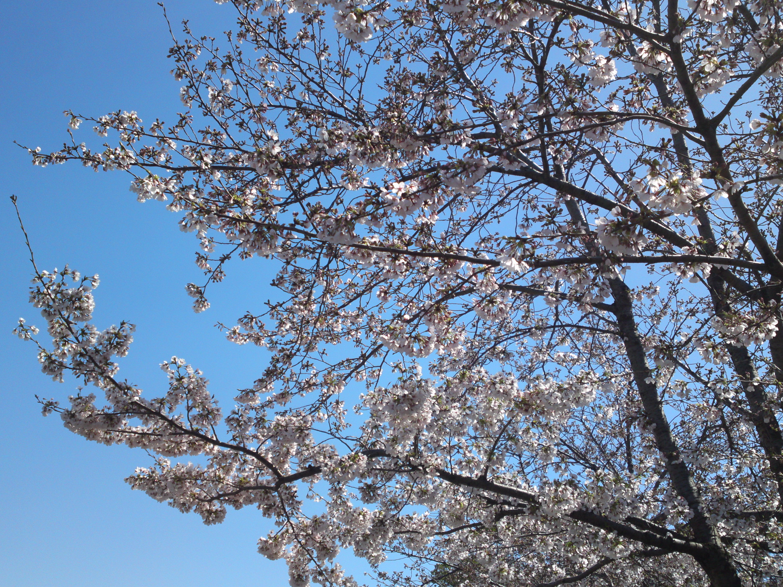 2020年春新川に咲く桜の花々３０