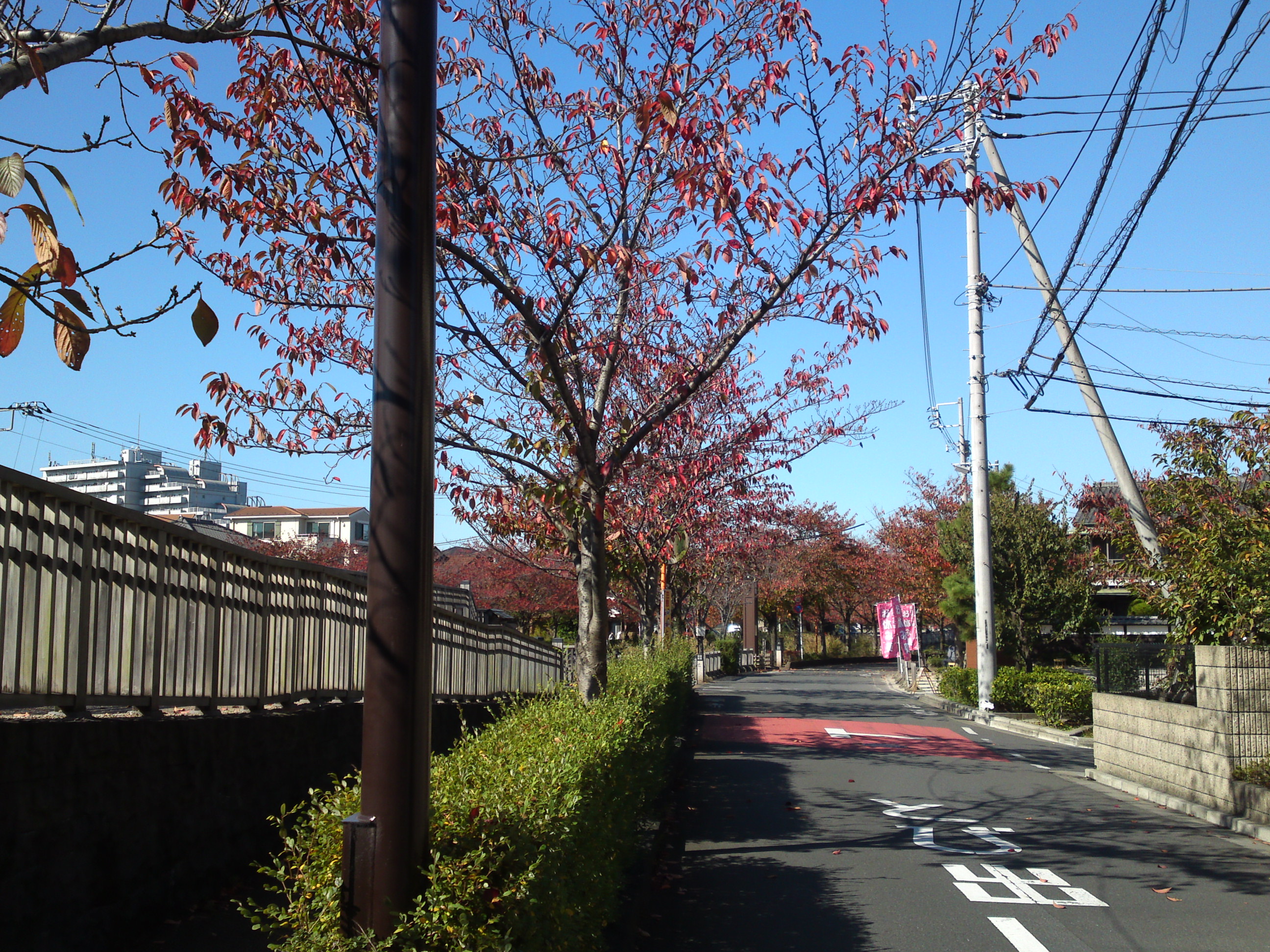 2020年秋新川沿岸の紅葉した木々１