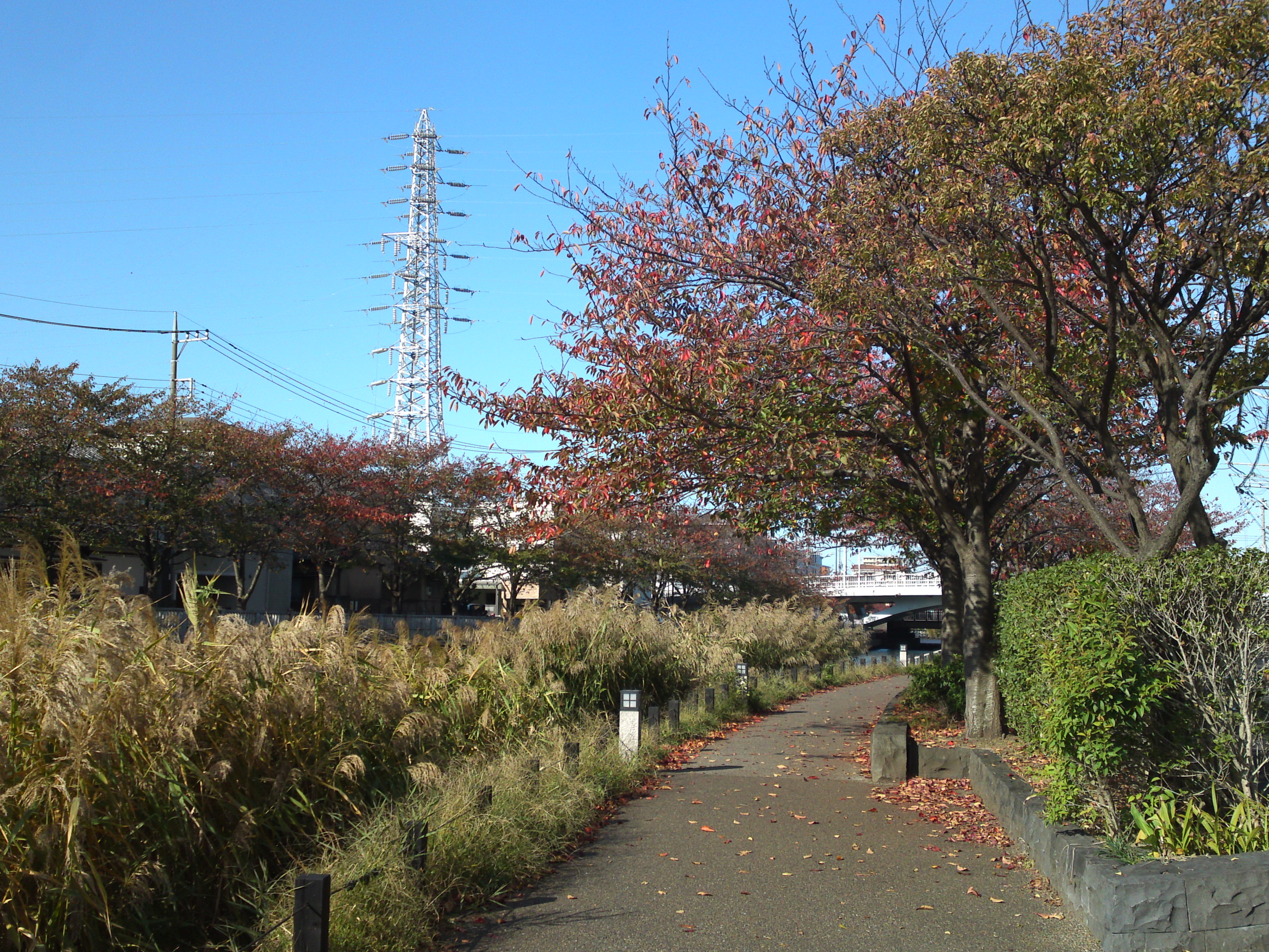 2020年秋新川沿岸の紅葉した木々５