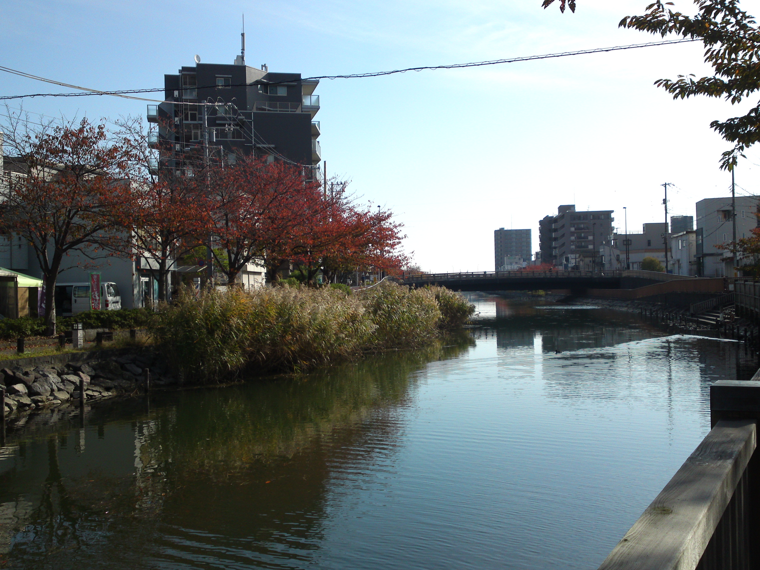 2020年秋新川沿岸の紅葉した木々６