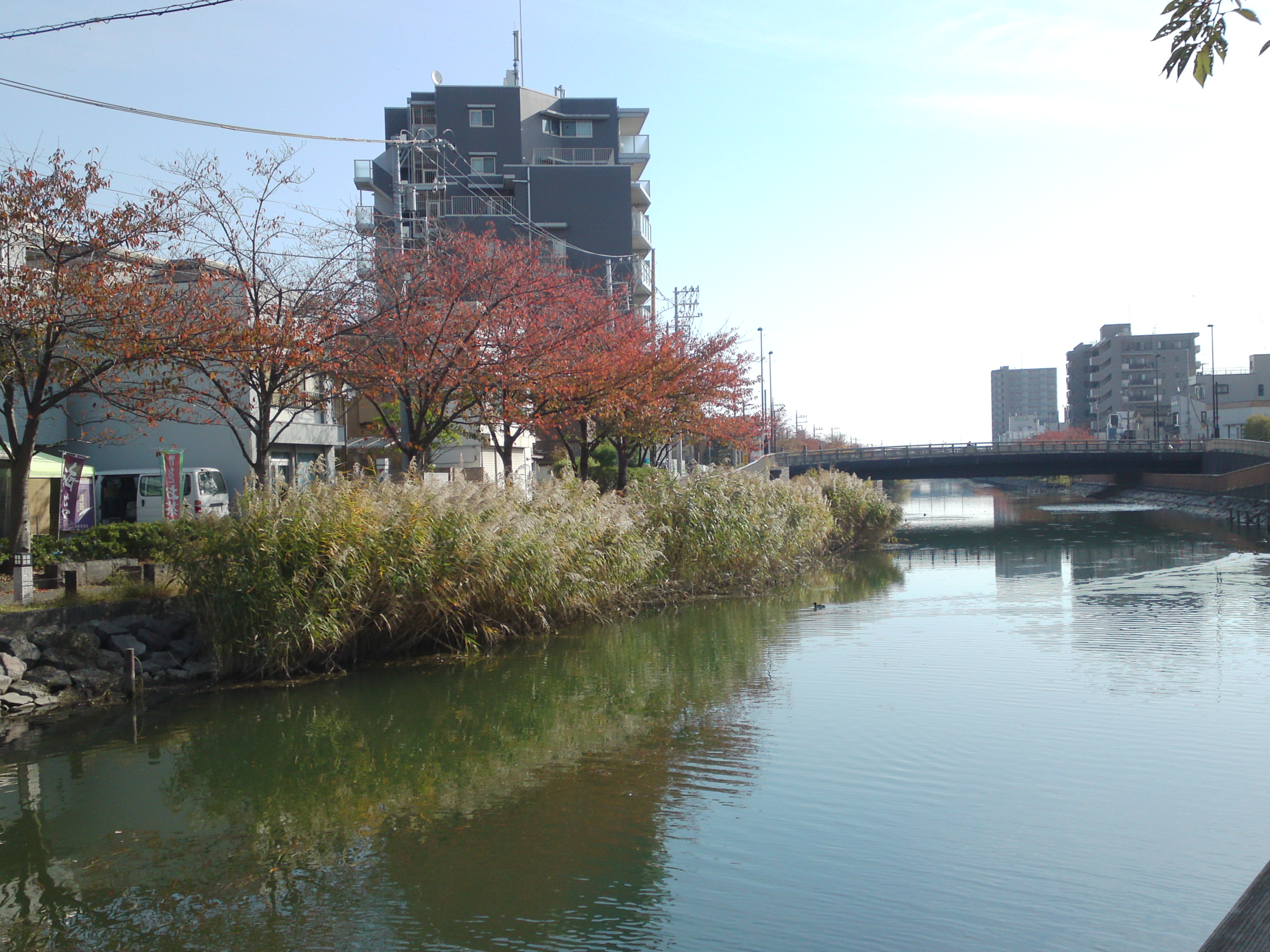 2020年秋新川沿岸の紅葉した木々７