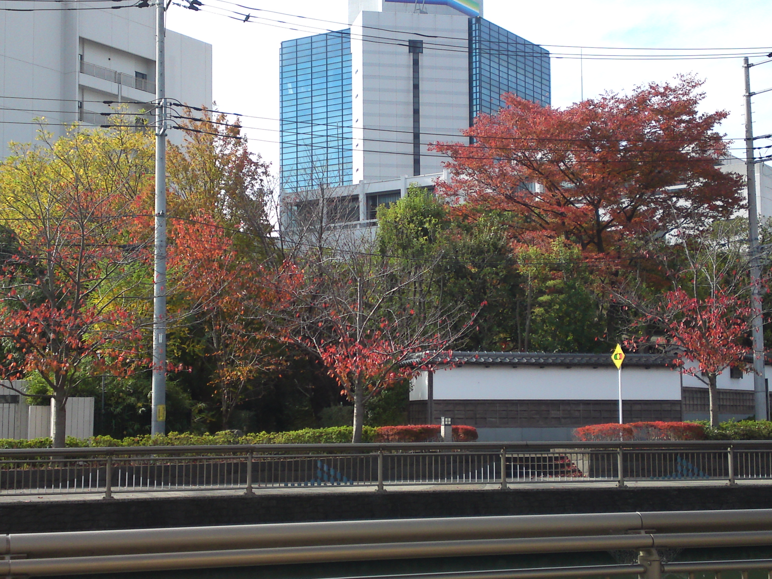 2020年秋新川沿岸の紅葉した木々９