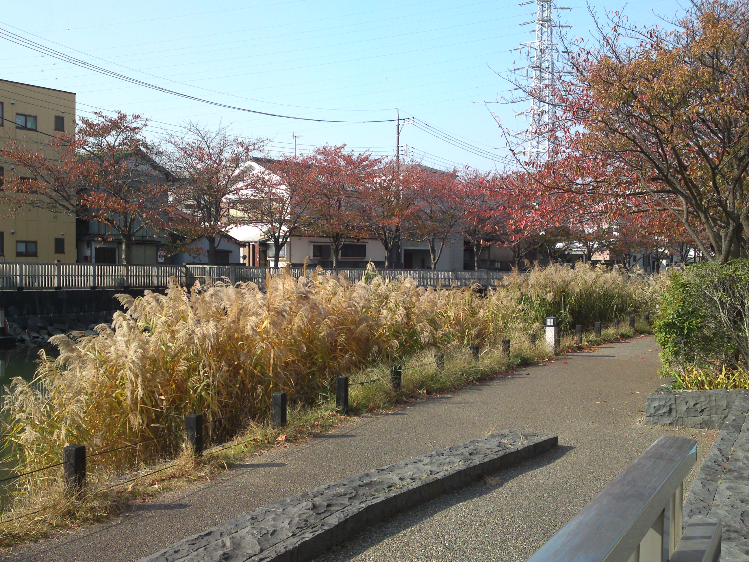 2020年秋新川沿岸の紅葉した木々１０