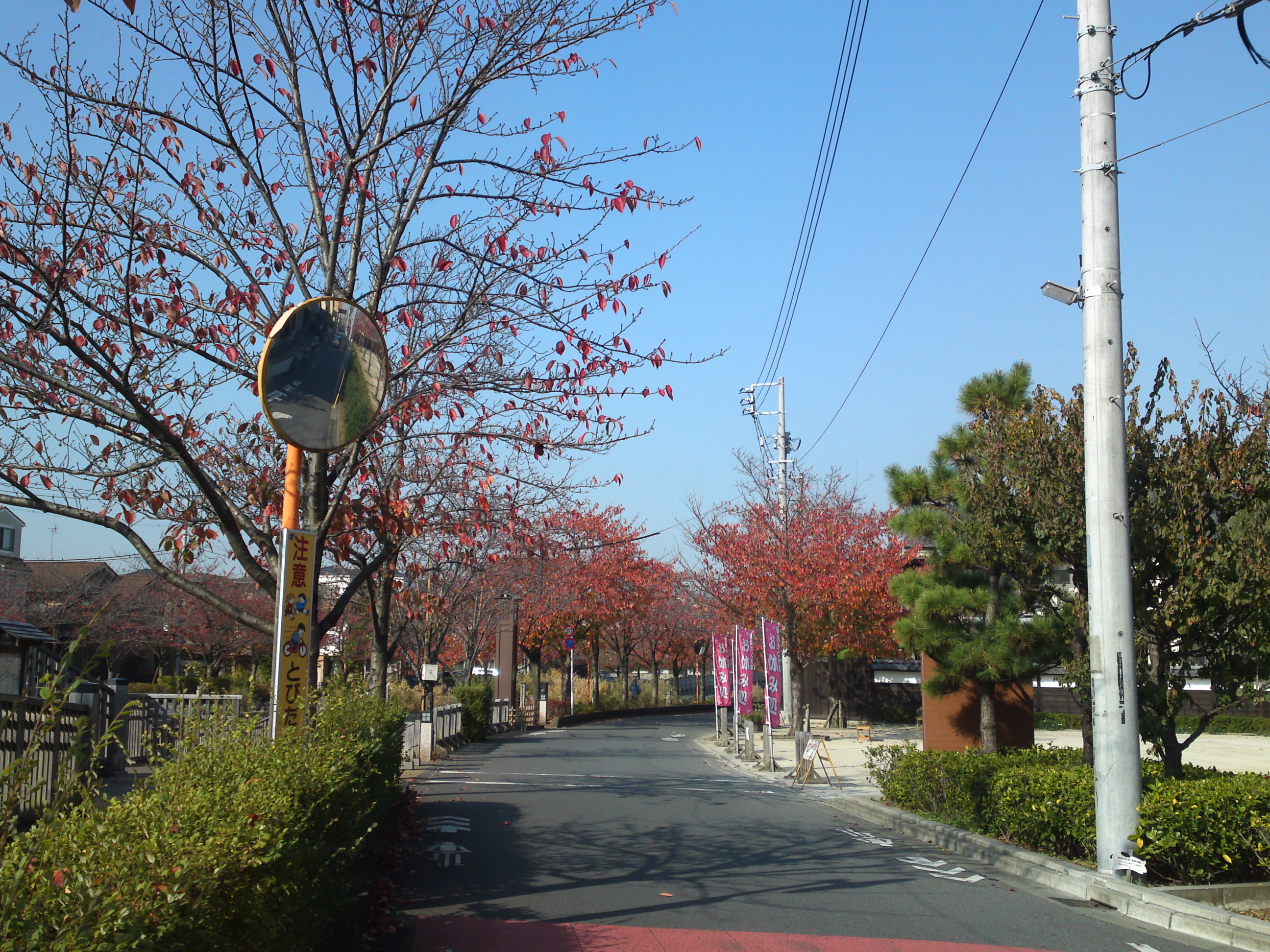 2020年秋新川沿岸の紅葉した木々１１