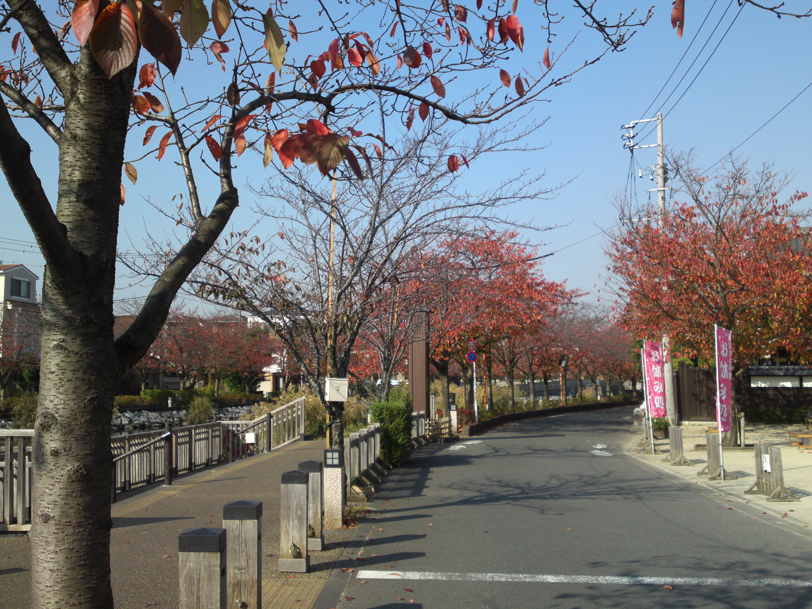 2020年秋新川沿岸の紅葉した木々１２