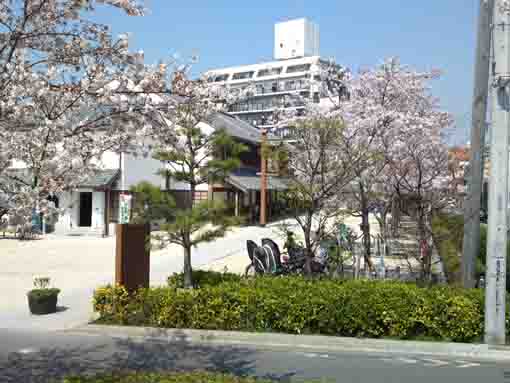 新川脇のさくら館の桜