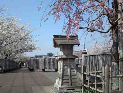 小江戸橋上の桜の景色