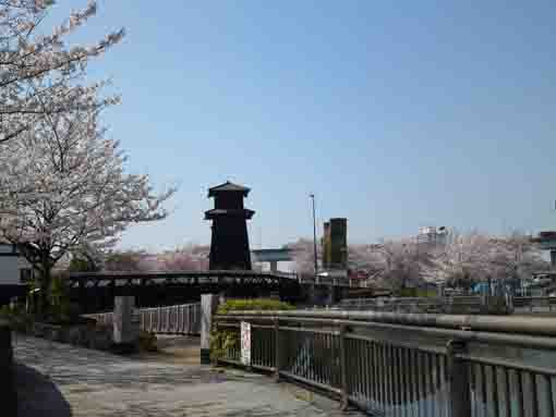 sakura and fire lookout on Shinkawa