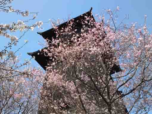 the fire lookout in sakura