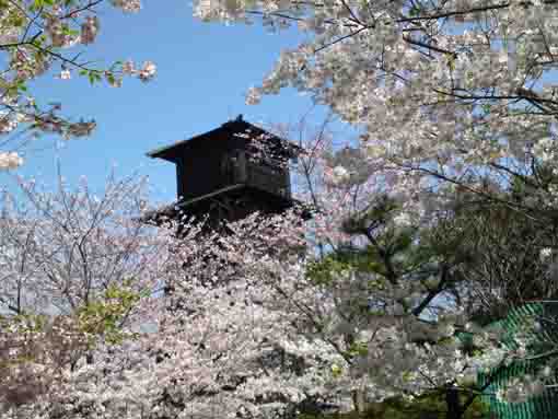 桜に覆われた火の見櫓