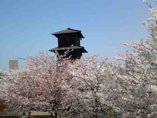 sakura around the fire lookout