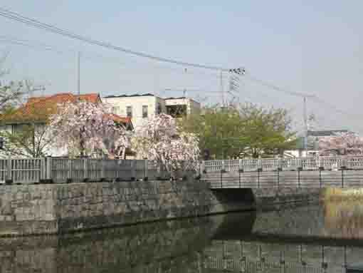 weeping cherry trees on Koedobashi