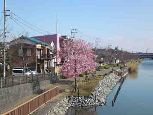 Kawazu Sakuras along Shinkawa 2020