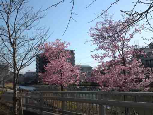令和2年新川沿いの河津桜