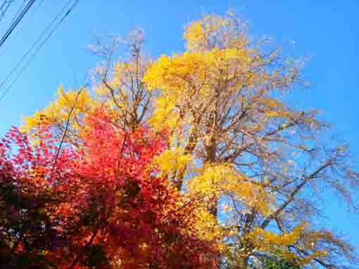 �ߘa�T�N�H�S�z�R�_�����̍g�t�Q