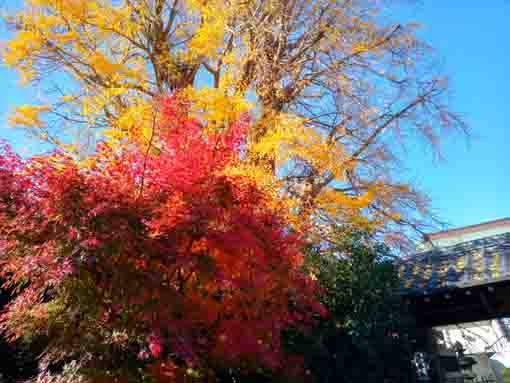 令和5年秋鬼越山神明寺の紅葉1