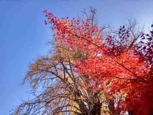 �ߘa�T�N�H�S�z�R�_�����̍g�t�S