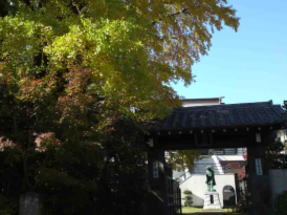 the gingko trees in Shinmeiji Temple