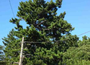 black pine trees in Shinmeisha Shrine