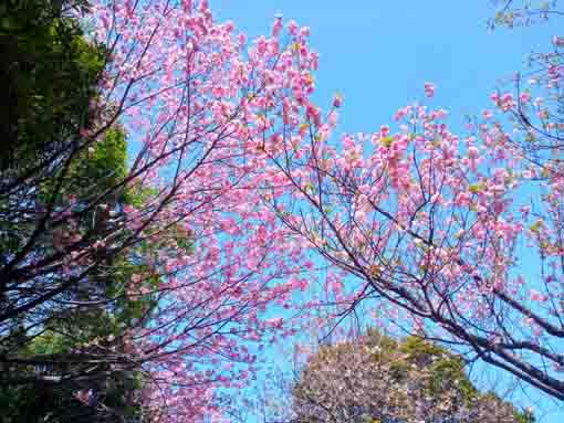 令和３年桜に彩られた法華経寺の風景