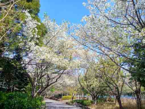 江戸川に咲く桜の花