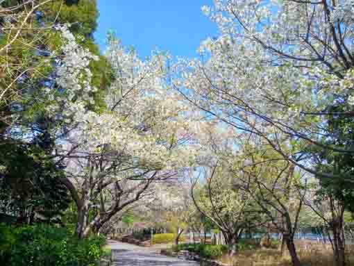 Yae Sakura in Shinnakagawa Water Park