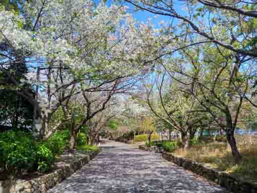 新長島川親水公園に咲く八重桜の花々３