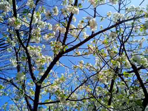 新長島川親水公園に咲く緑色の八重桜