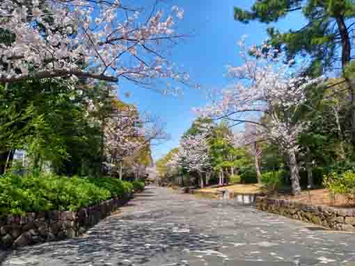 新長島川親水公園に咲く八重桜の花々５
