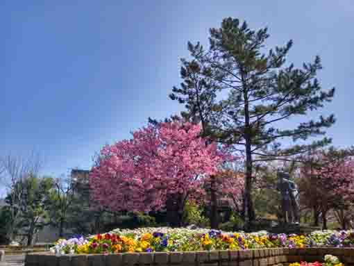 新長島川親水公園に咲く八重桜の花々６