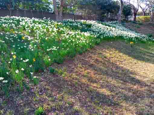 新長島川親水緑道に咲く水仙の花2