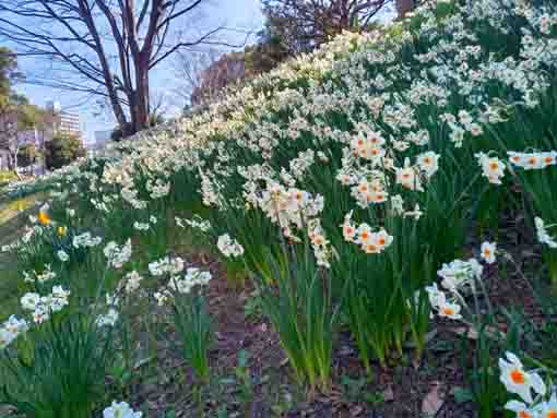 新長島川親水公園に咲く水仙の花々３