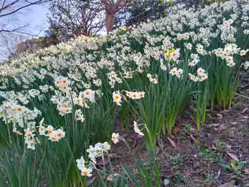 新長島川親水公園に咲く水仙の花々４