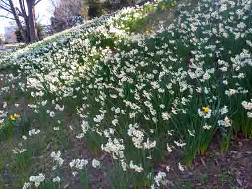 新左近川親水公園の水仙の花