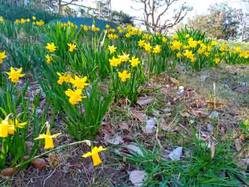 新長島川親水公園に咲く水仙の花々５