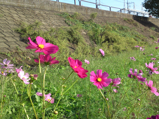 pink cosmoses at Shinnakagawa