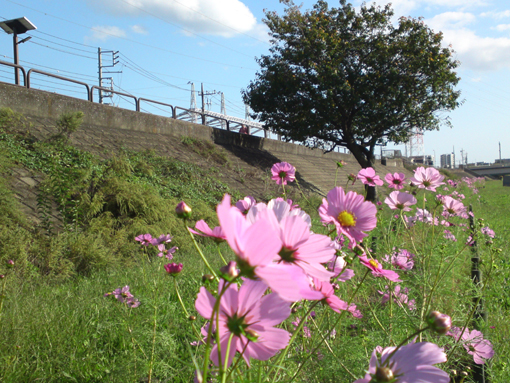 新中川土手に咲くうすいピンクのコスモスの花々