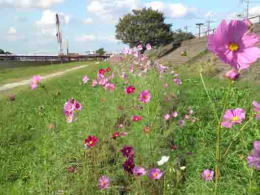 cosmoses on the bank of Shinnakagawa River