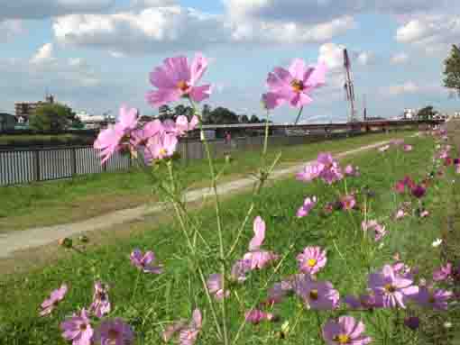 pink cosmoses under the blue sky