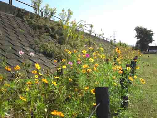 several autumn flowers at Shinnakagawa