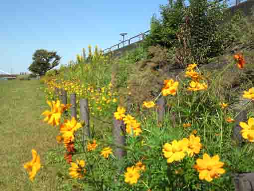 yellow cosmoses on the bank of Shinnakagawa