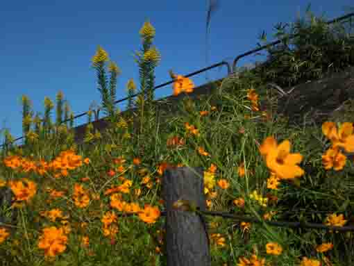 yellow cosmoses under the blue sky