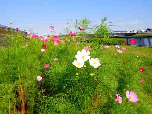 令和３年秋新中川河川敷に咲くコスモス１