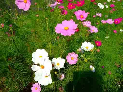 令和３年秋新中川に咲くコスモスの花