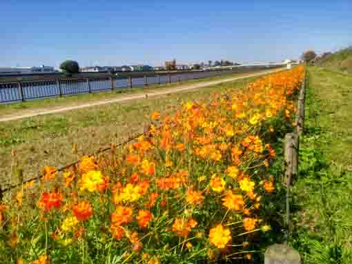 新中川河川敷に咲くコスモスの花4