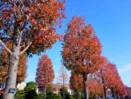 令和３年新中川沿いの紅葉２