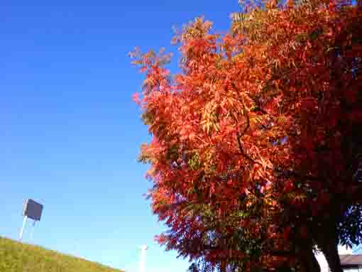 令和３年新中川沿いの紅葉３