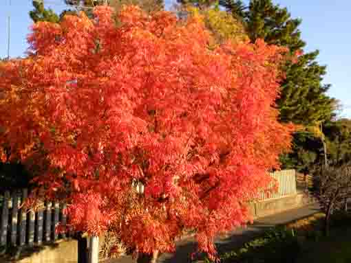 新中川の秋を彩る櫨の木