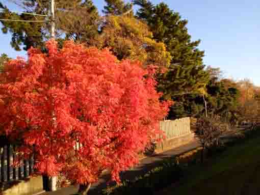 令和３年秋新中川土手上の真っ赤な櫨の木