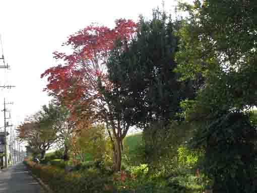 colored leaves on the bank of Shinnakagawa